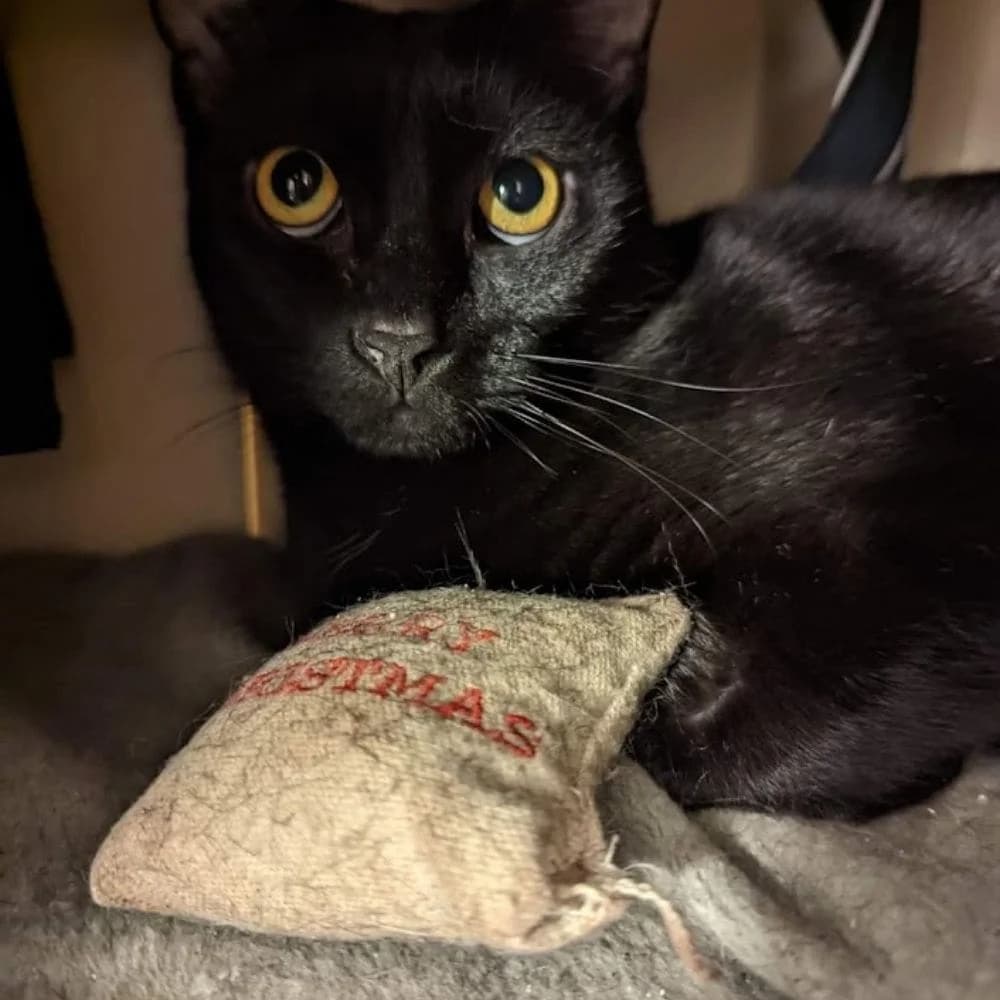 Charbonara, Mixed Breed for adoption at Les Chachous de Chacha, les chachous de chacha