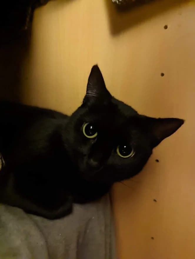 Charbonnette, Mixed Breed for adoption at Les Chachous de Chacha, les chachous de chacha