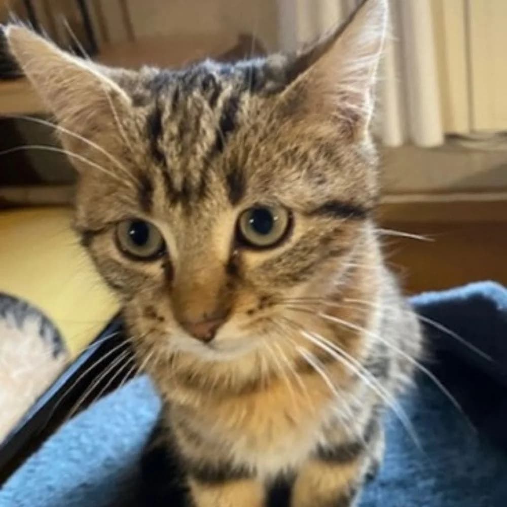 Charlotte, 4yo Mixed Breed for adoption at Les Chachous de Chacha, les chachous de chacha