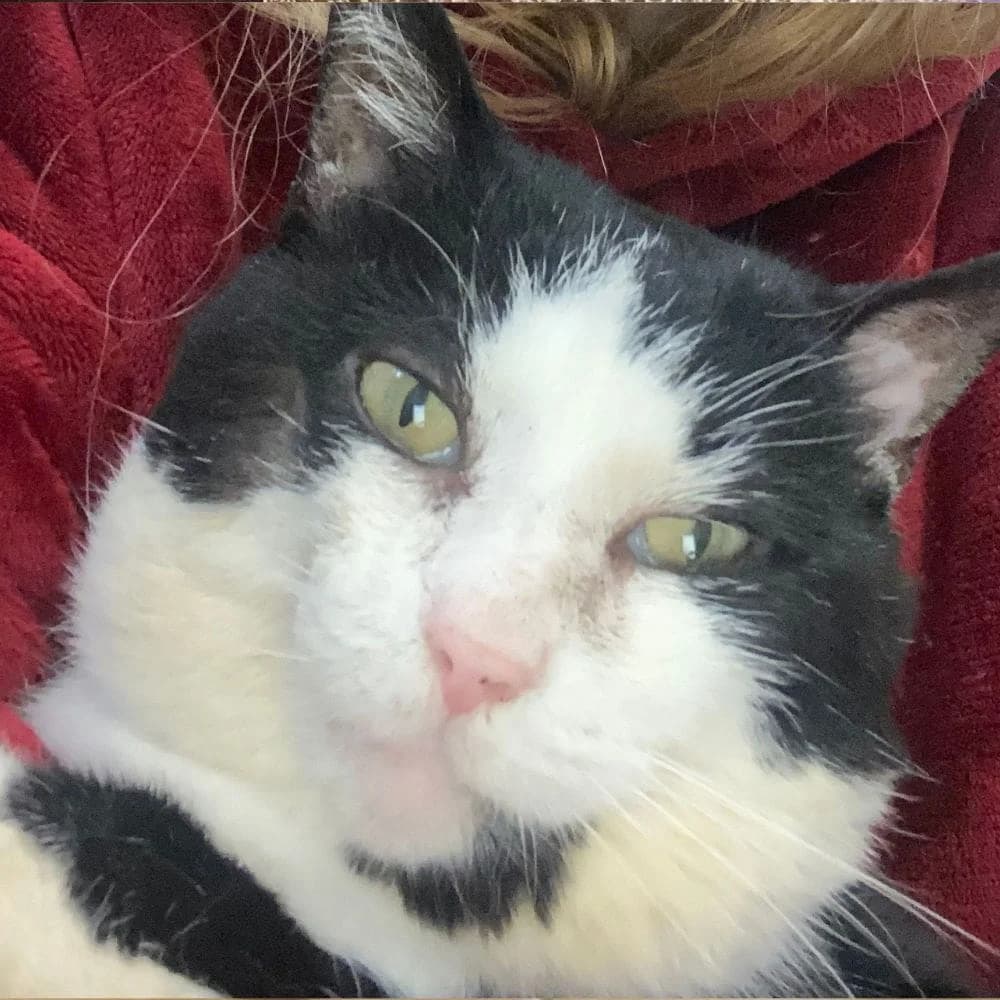 Charly, Mixed Breed for adoption at Les Chachous de Chacha, les chachous de chacha