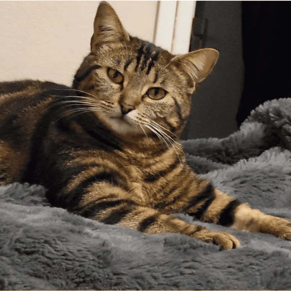 Chihiro, Mixed Breed for adoption at Les Chachous de Chacha, les chachous de chacha