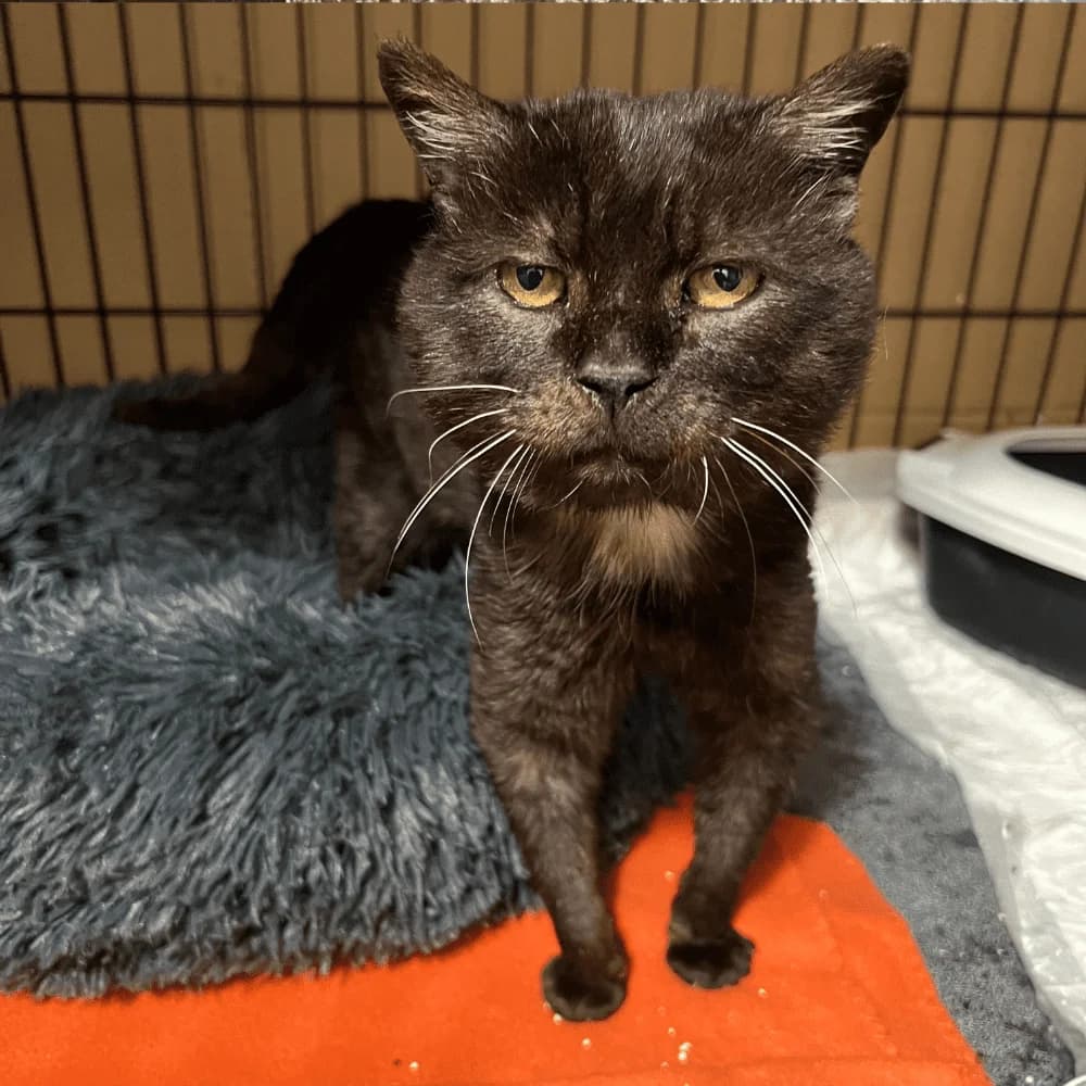 Choco, Mixed Breed for adoption at Les Chachous de Chacha, les chachous de chacha