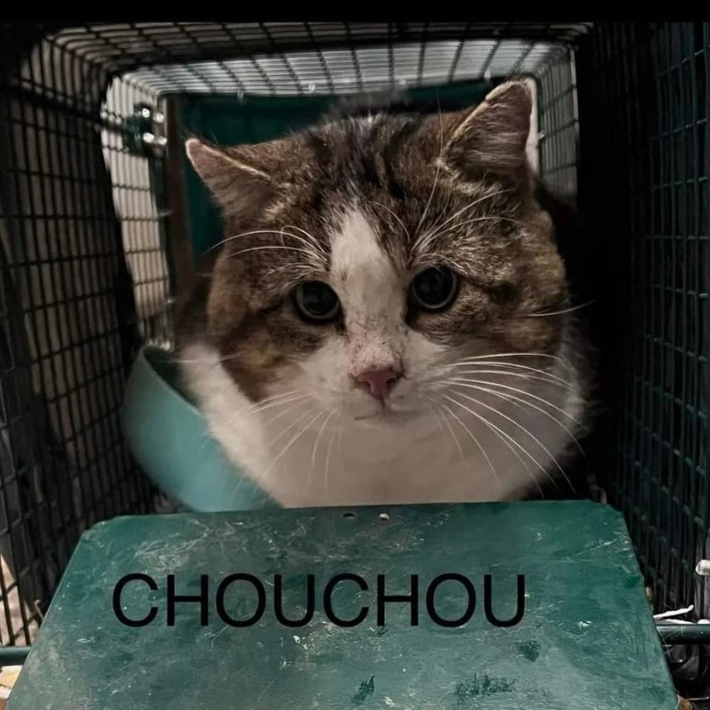 Chouchou, Mixed Breed for adoption at Les Chachous de Chacha, les chachous de chacha