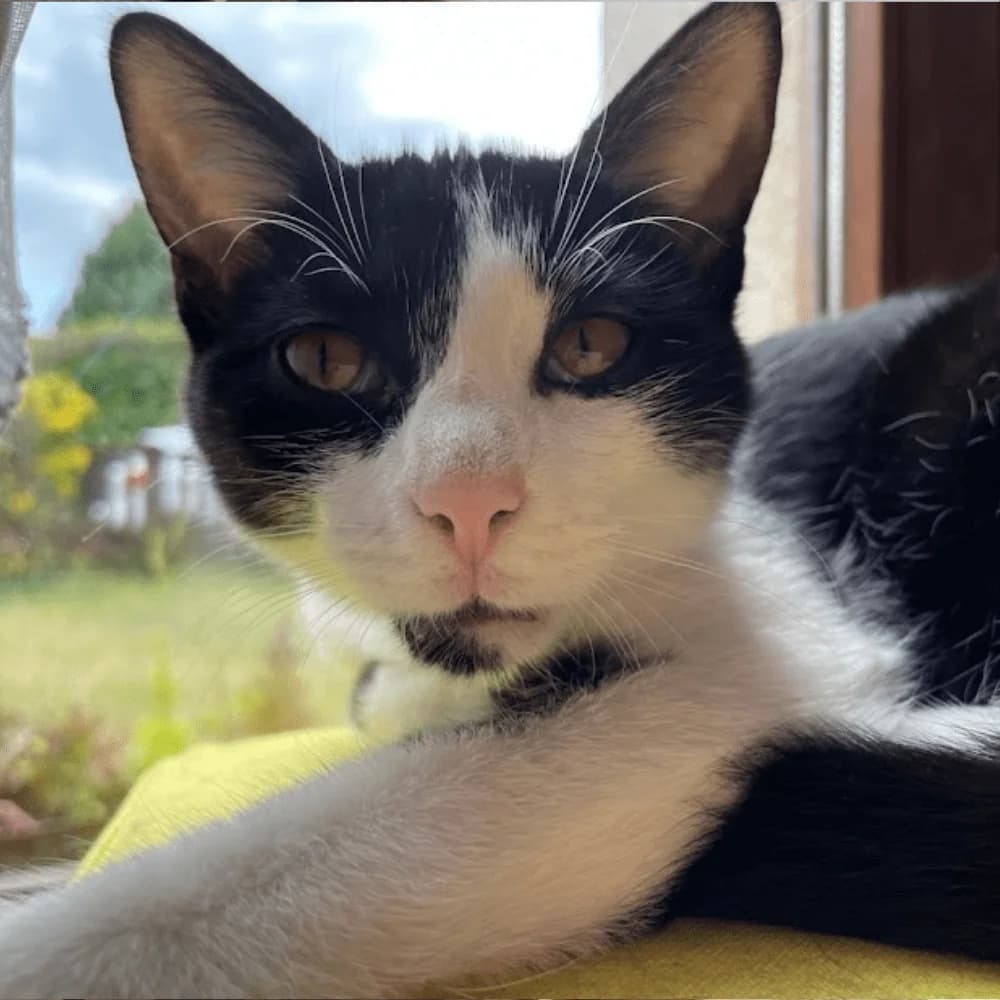 Choupette, Mixed Breed for adoption at Les Chachous de Chacha, les chachous de chacha