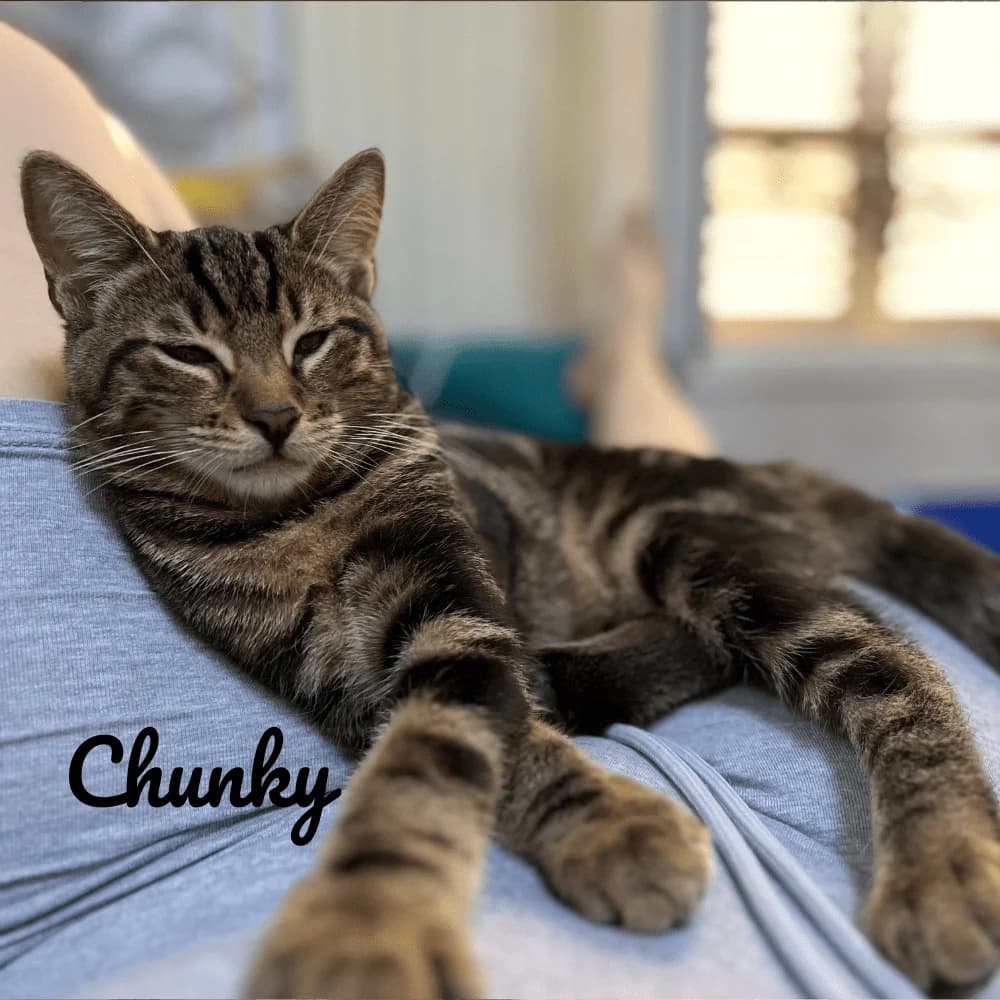 Chunky, puppy Mixed Breed for adoption at Les Chachous de Chacha, les chachous de chacha