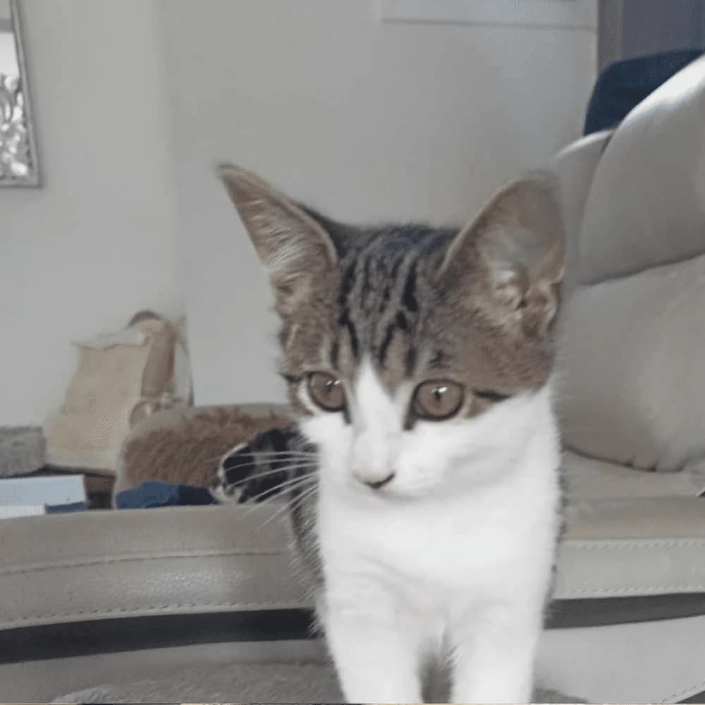 Clochette, Mixed Breed for adoption at Les Chachous de Chacha, les chachous de chacha
