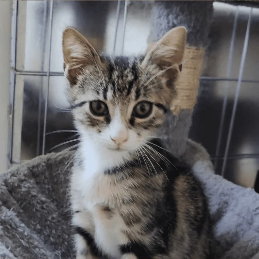 Coby, puppy Mixed Breed for adoption at Les Chachous de Chacha, les chachous de chacha