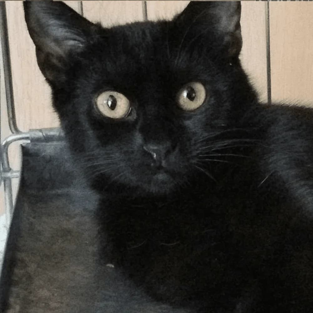Coca, Mixed Breed for adoption at Les Chachous de Chacha, les chachous de chacha