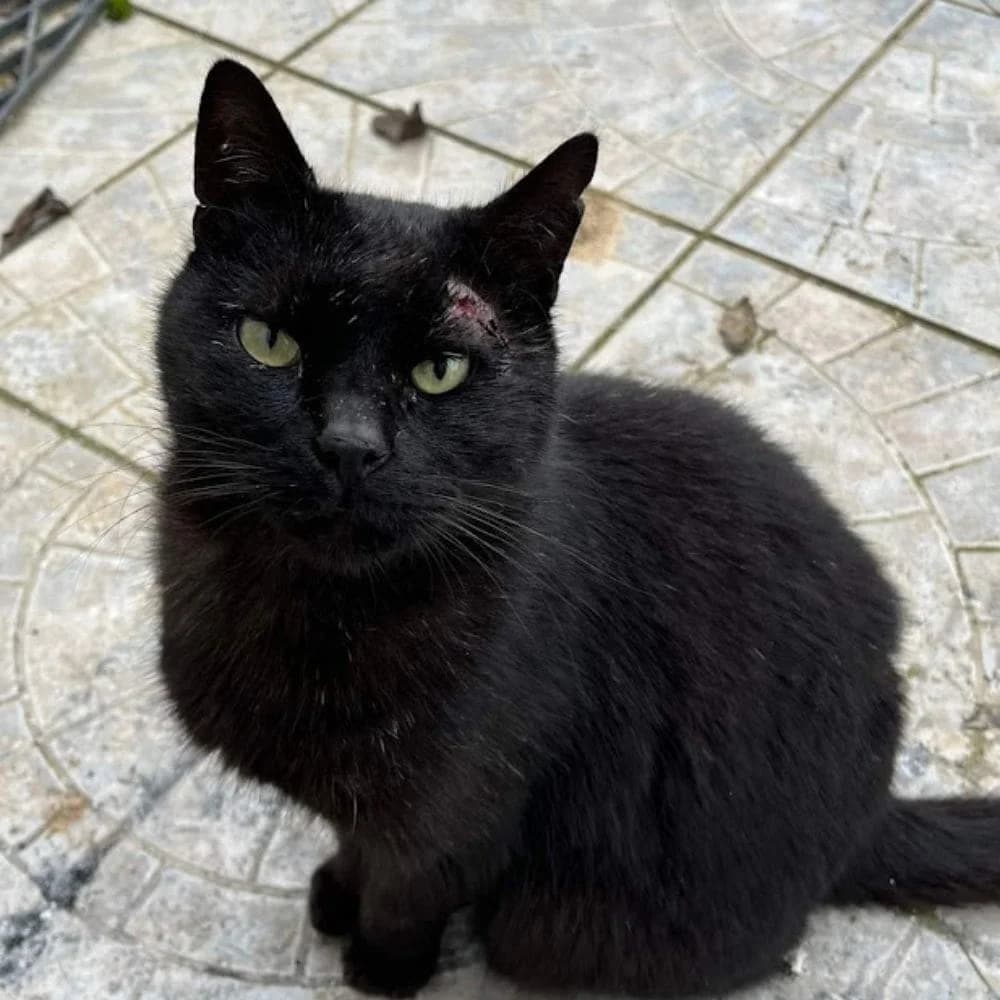 Coco, Mixed Breed for adoption at Les Chachous de Chacha, les chachous de chacha