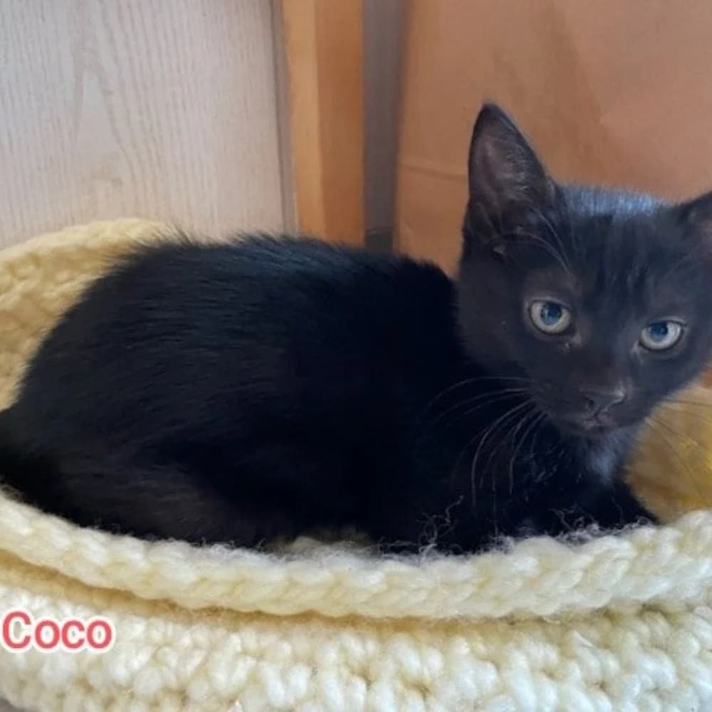 Coco, Mixed Breed for adoption at Les Chachous de Chacha, les chachous de chacha