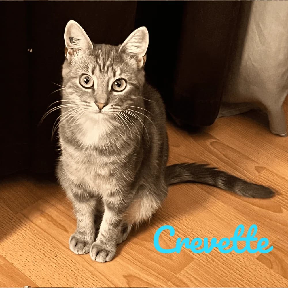 Crevette, Mixed Breed for adoption at Les Chachous de Chacha, les chachous de chacha