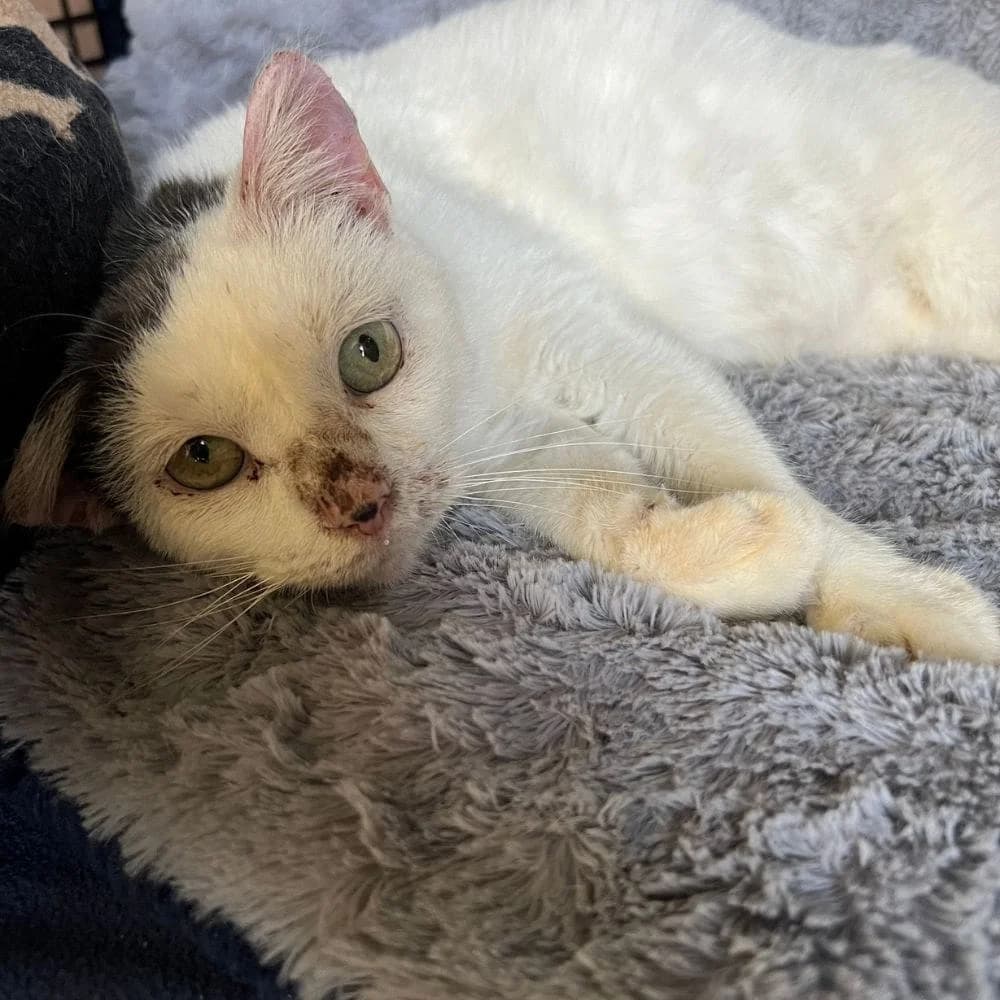Cristal, Mixed Breed for adoption at Les Chachous de Chacha, les chachous de chacha