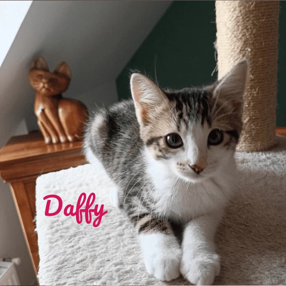 Daffy, Mixed Breed for adoption at Les Chachous de Chacha, les chachous de chacha