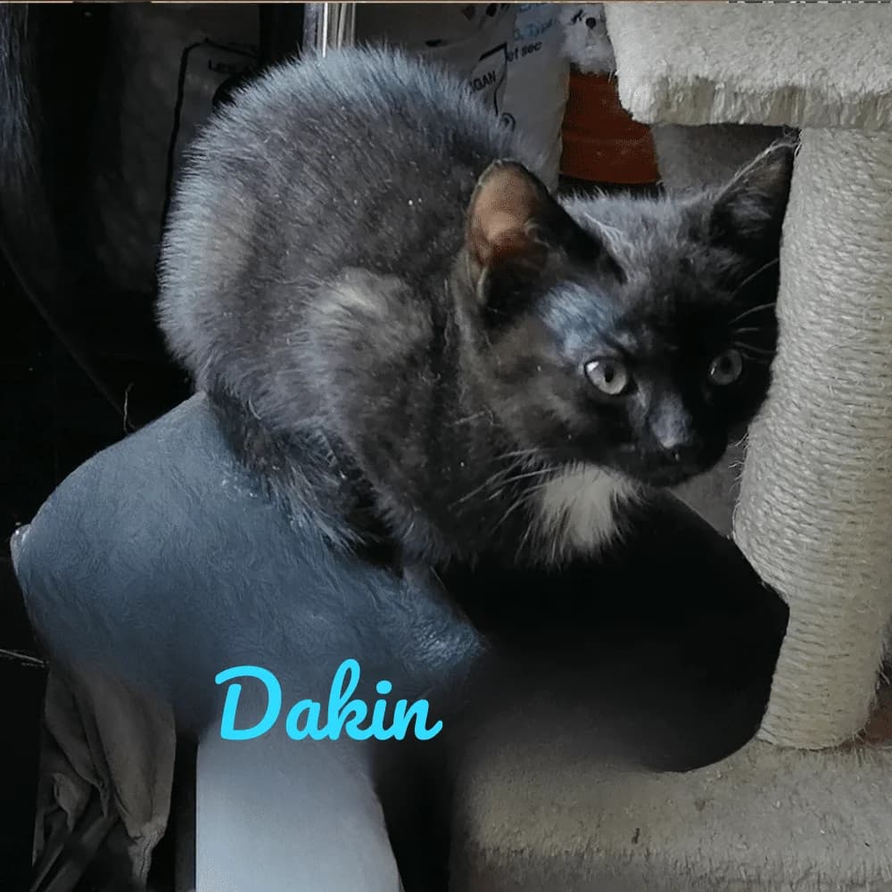 Dakin, Mixed Breed for adoption at Les Chachous de Chacha, les chachous de chacha