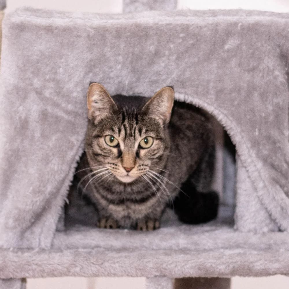 Dalya, Mixed Breed for adoption at Les Chachous de Chacha, les chachous de chacha