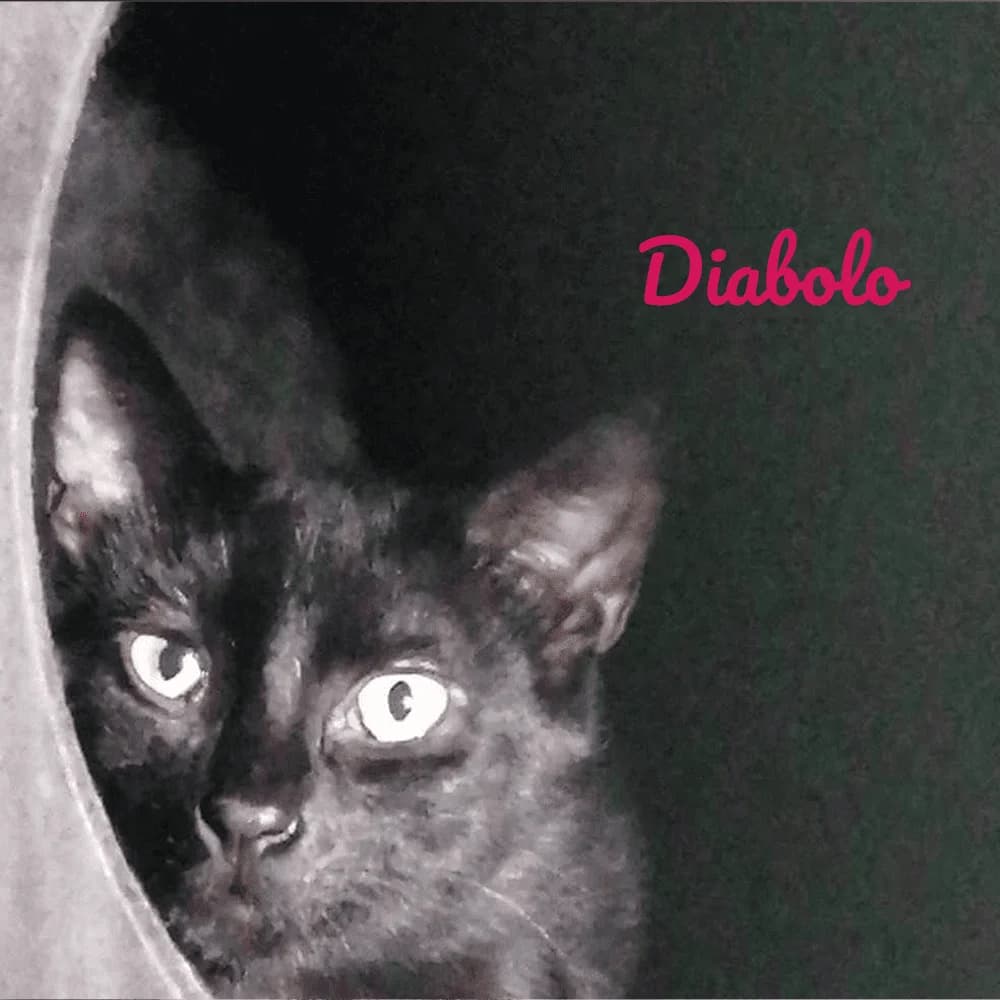 Diabolo, Mixed Breed for adoption at Les Chachous de Chacha, les chachous de chacha