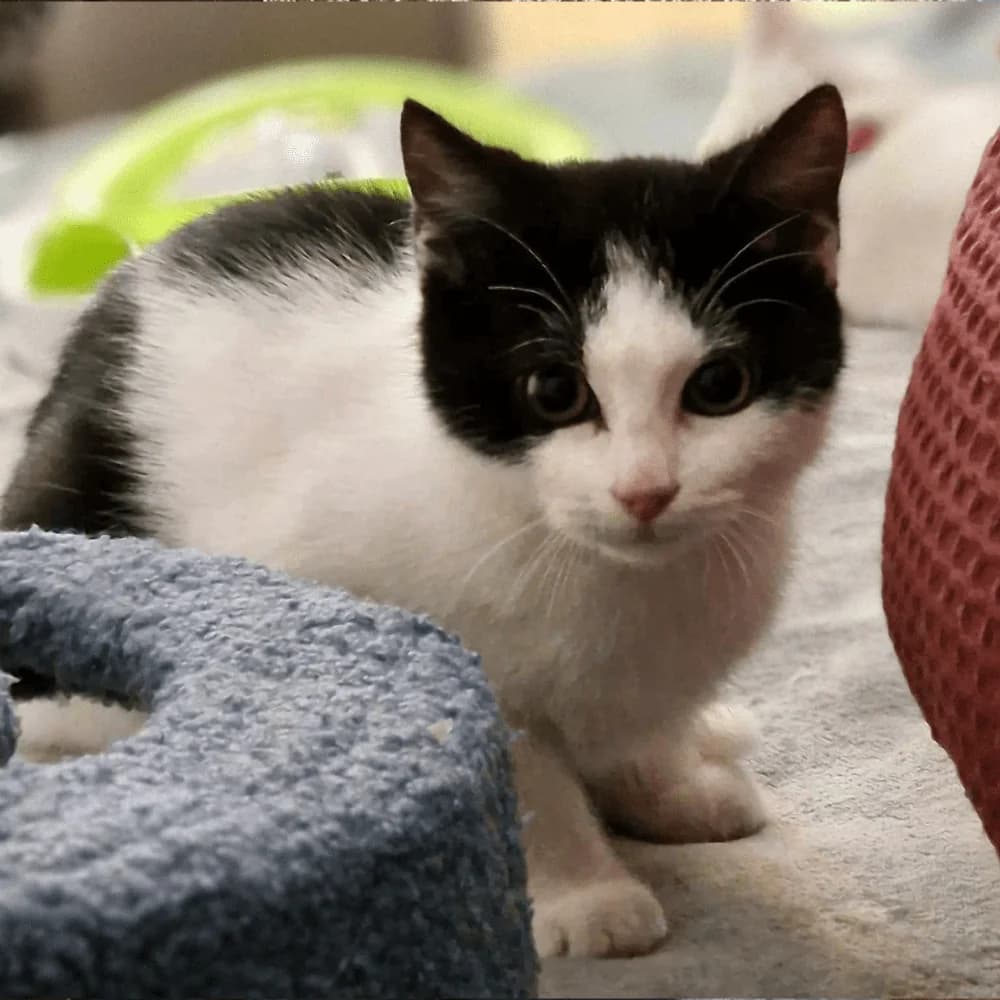 Diam&rsquo, puppy Mixed Breed for adoption at Les Chachous de Chacha, les chachous de chacha