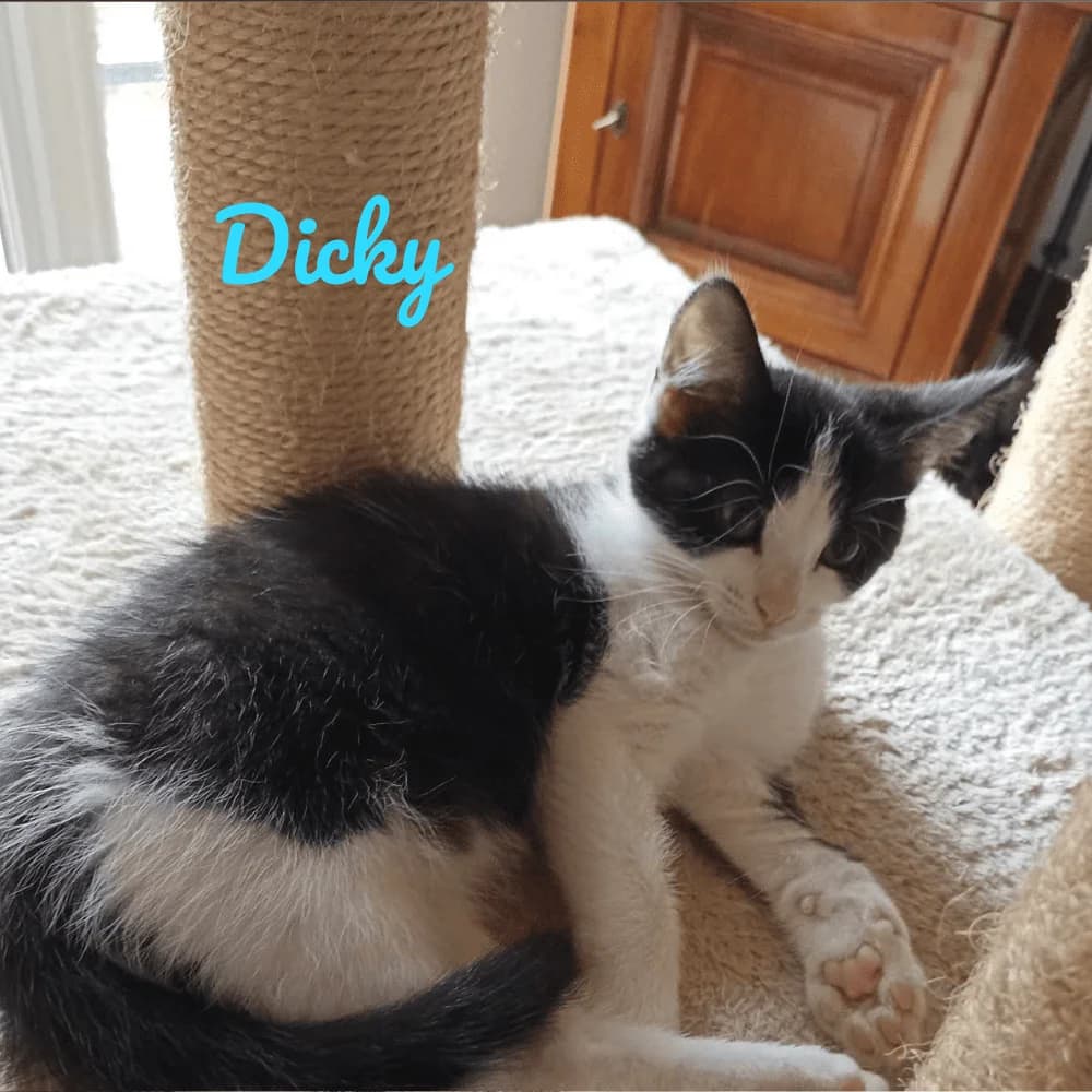 Dicky, puppy Mixed Breed for adoption at Les Chachous de Chacha, les chachous de chacha