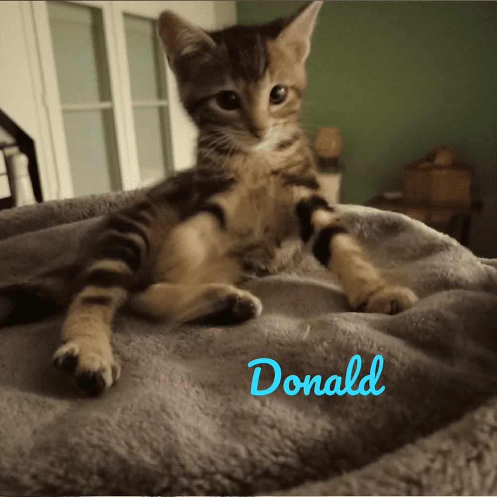 Donald, puppy Mixed Breed for adoption at Les Chachous de Chacha, les chachous de chacha