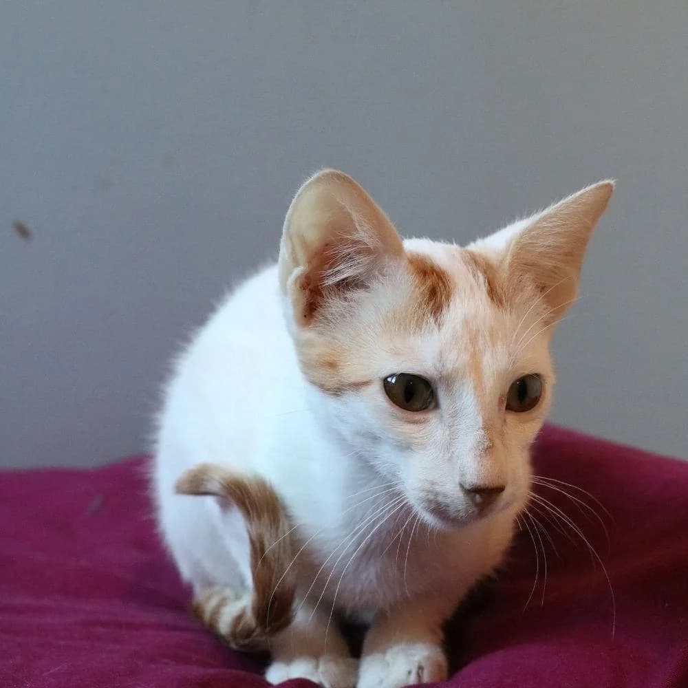 Doudou, Mixed Breed for adoption at Les Chachous de Chacha, les chachous de chacha