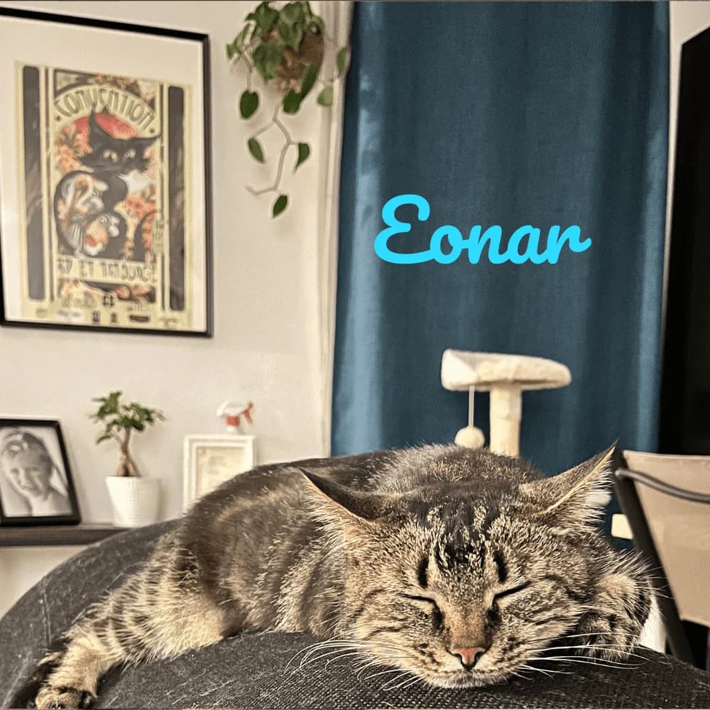 Eonar, Mixed Breed for adoption at Les Chachous de Chacha, les chachous de chacha