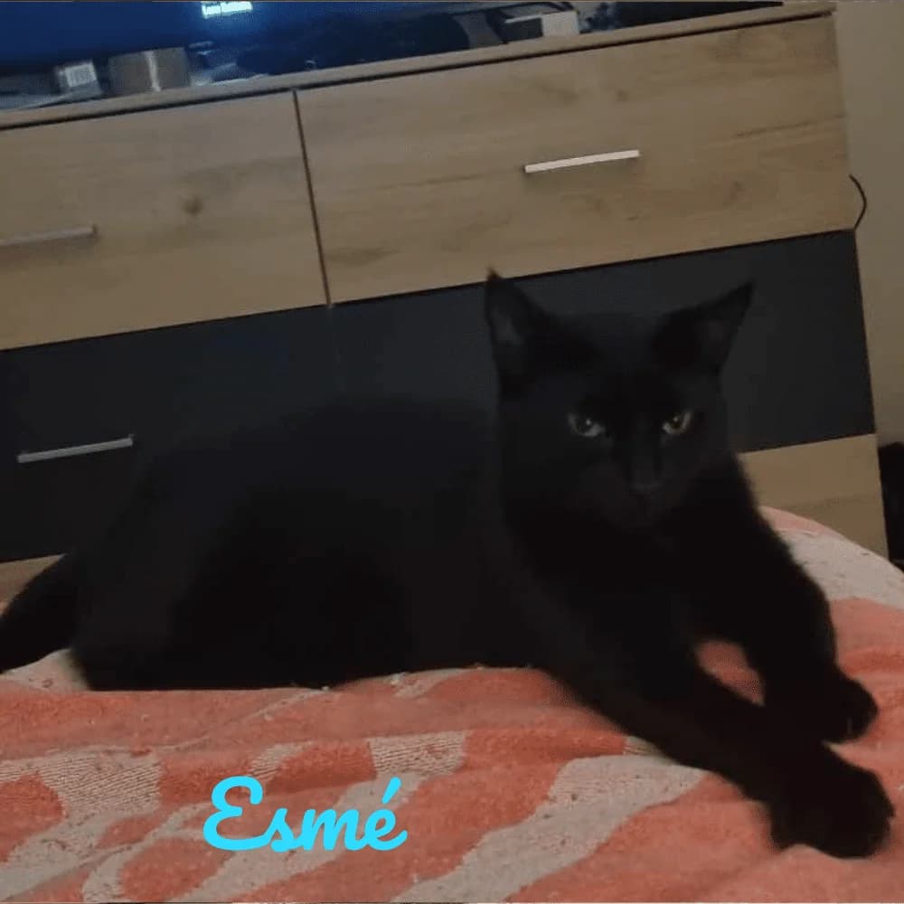 Esmé, Mixed Breed for adoption at Les Chachous de Chacha, les chachous de chacha