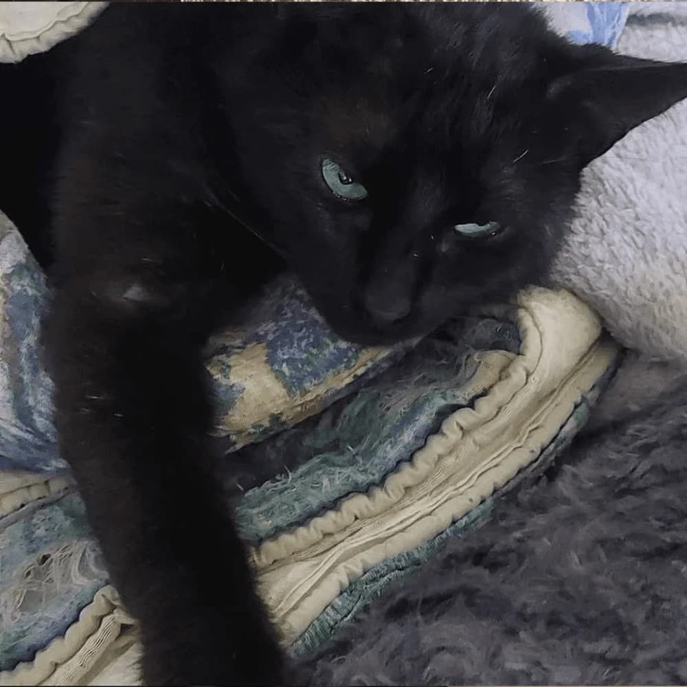 Figaro, Mixed Breed for adoption at Les Chachous de Chacha, les chachous de chacha