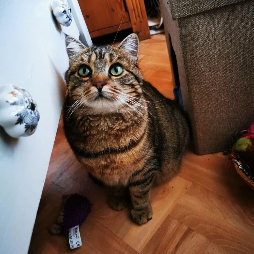Fillette, Mixed Breed for adoption at Les Chachous de Chacha, les chachous de chacha
