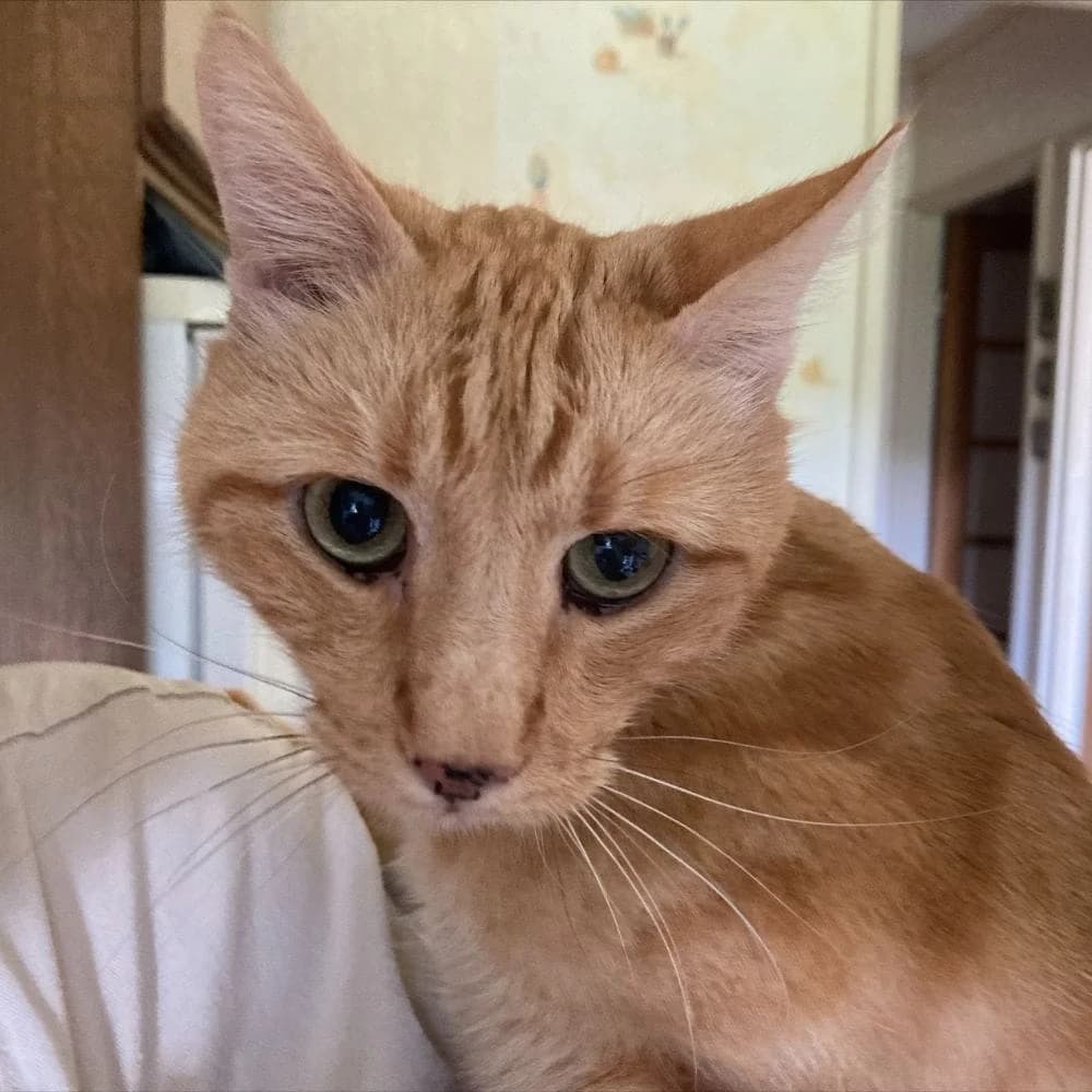 Filou, Mixed Breed for adoption at Les Chachous de Chacha, les chachous de chacha