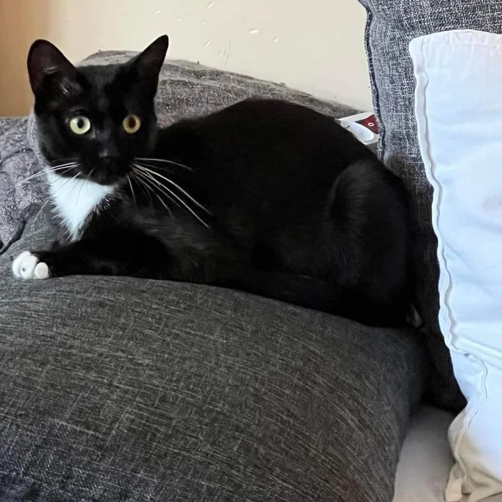 Finette, Mixed Breed for adoption at Les Chachous de Chacha, les chachous de chacha