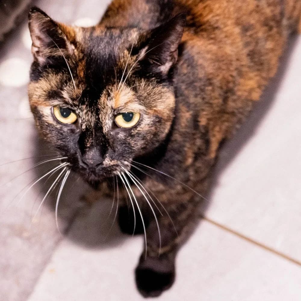 Finette2, Mixed Breed for adoption at Les Chachous de Chacha, les chachous de chacha