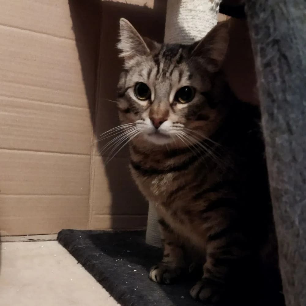 Flanelle, 6yo Mixed Breed for adoption at Les Chachous de Chacha, les chachous de chacha