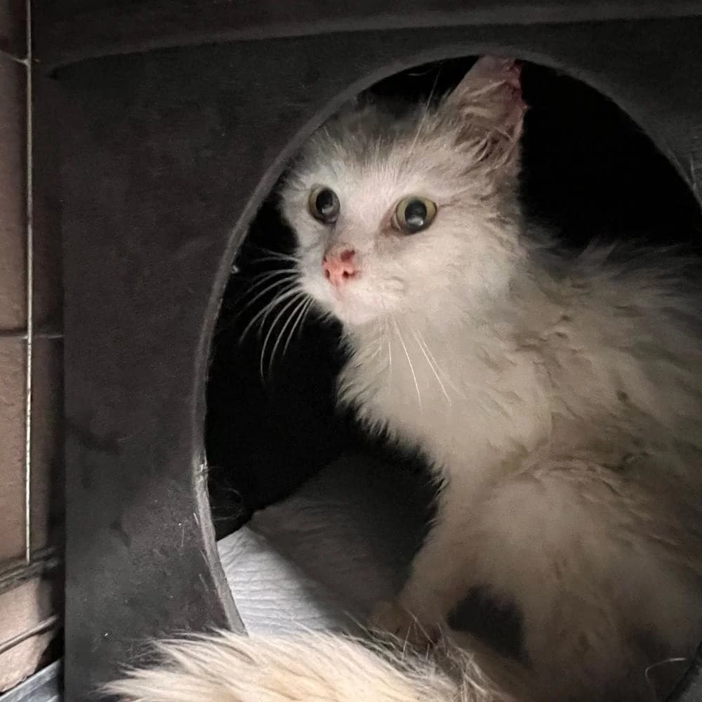 Flocon, Mixed Breed for adoption at Les Chachous de Chacha, les chachous de chacha