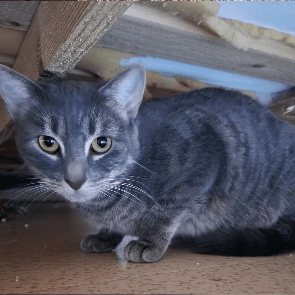 Framboise, Mixed Breed for adoption at Les Chachous de Chacha, les chachous de chacha
