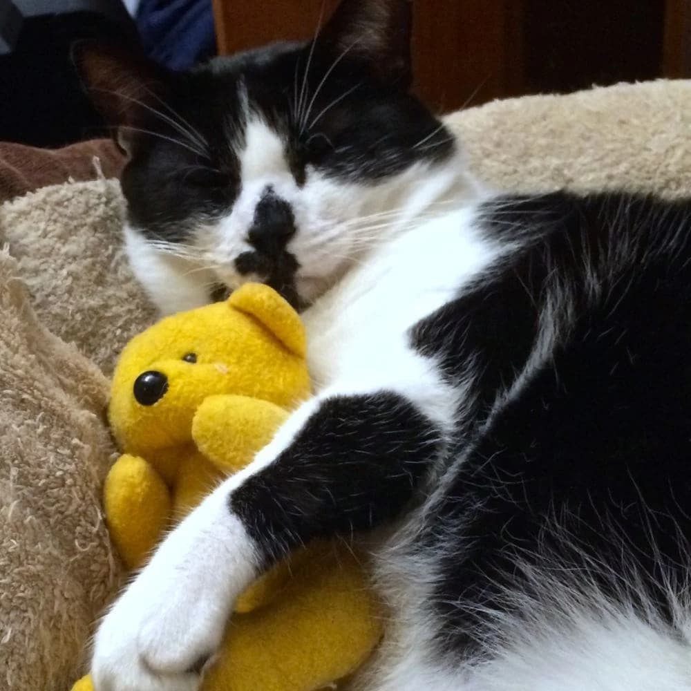 Freddy, Mixed Breed for adoption at Les Chachous de Chacha, les chachous de chacha
