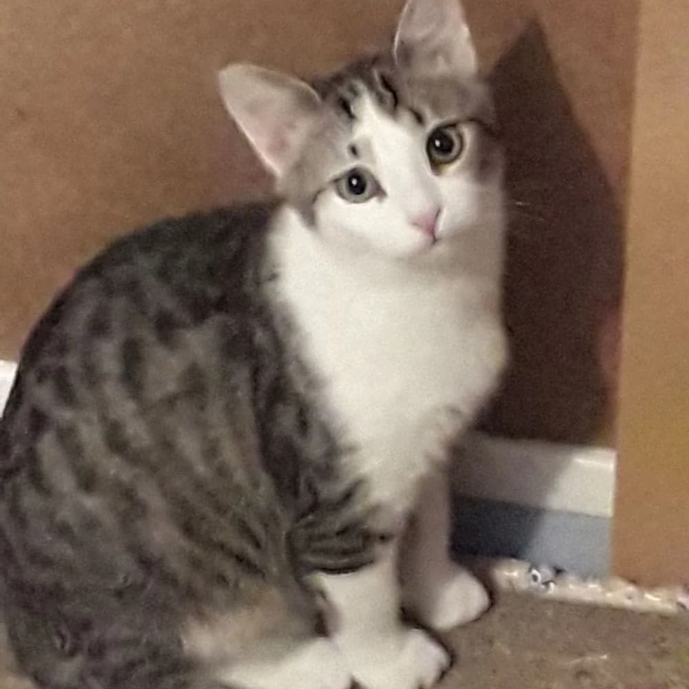 Fripouille, Mixed Breed for adoption at Les Chachous de Chacha, les chachous de chacha