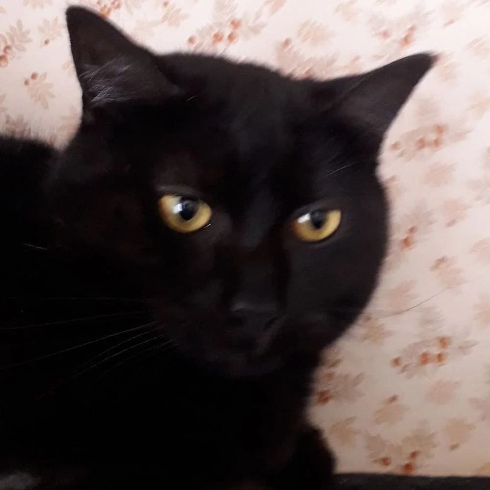 Galio, Mixed Breed for adoption at Les Chachous de Chacha, les chachous de chacha