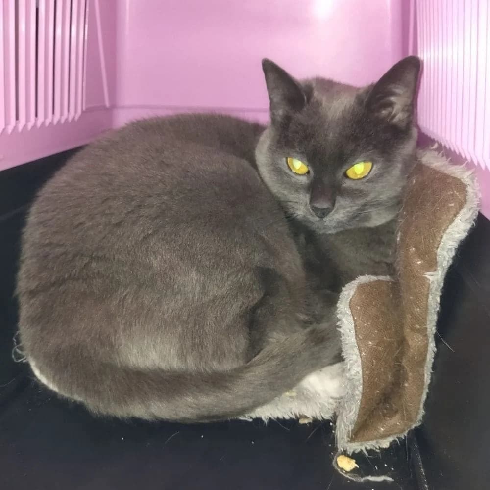 Gamine, Mixed Breed for adoption at Les Chachous de Chacha, les chachous de chacha