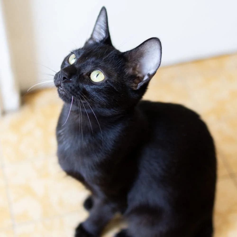 Gamora, Mixed Breed for adoption at Les Chachous de Chacha, les chachous de chacha