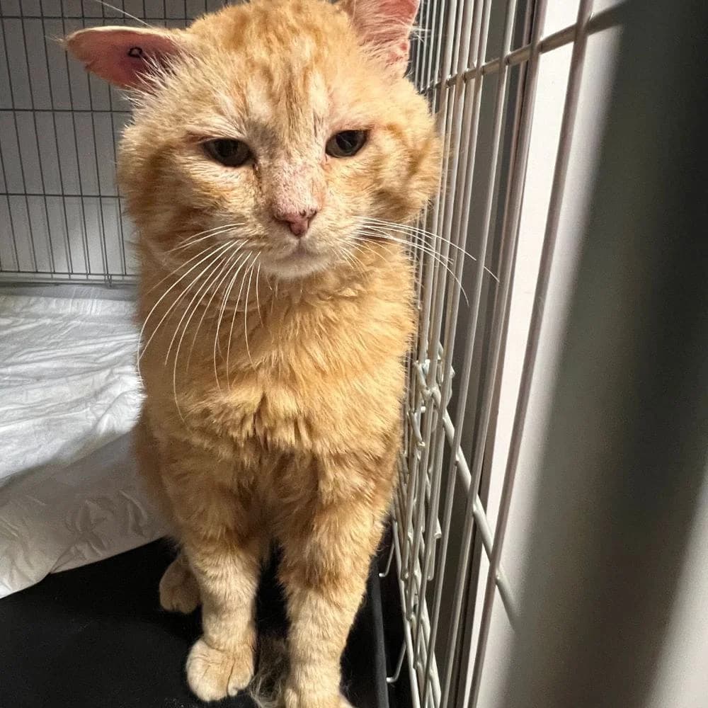 Garfield, Mixed Breed for adoption at Les Chachous de Chacha, les chachous de chacha