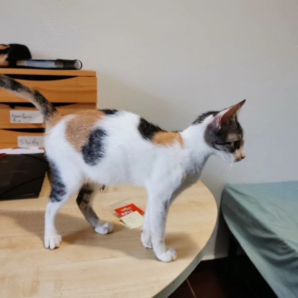 Glue, Mixed Breed for adoption at Les Chachous de Chacha, les chachous de chacha