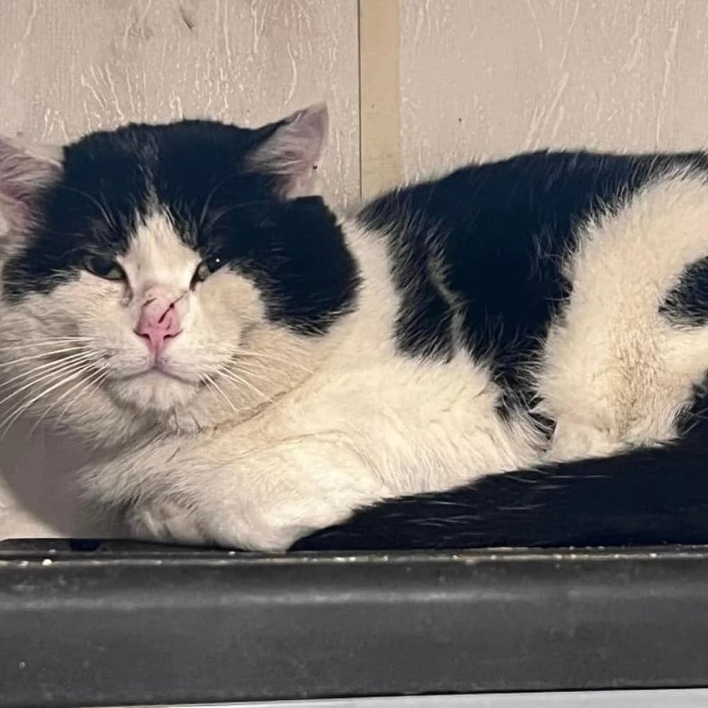 Gralou, Mixed Breed for adoption at Les Chachous de Chacha, les chachous de chacha