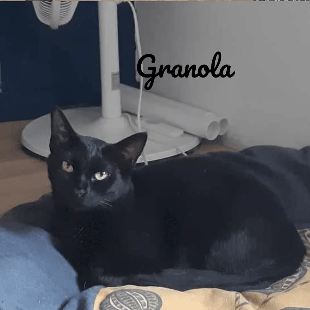 Granola, Mixed Breed for adoption at Les Chachous de Chacha, les chachous de chacha