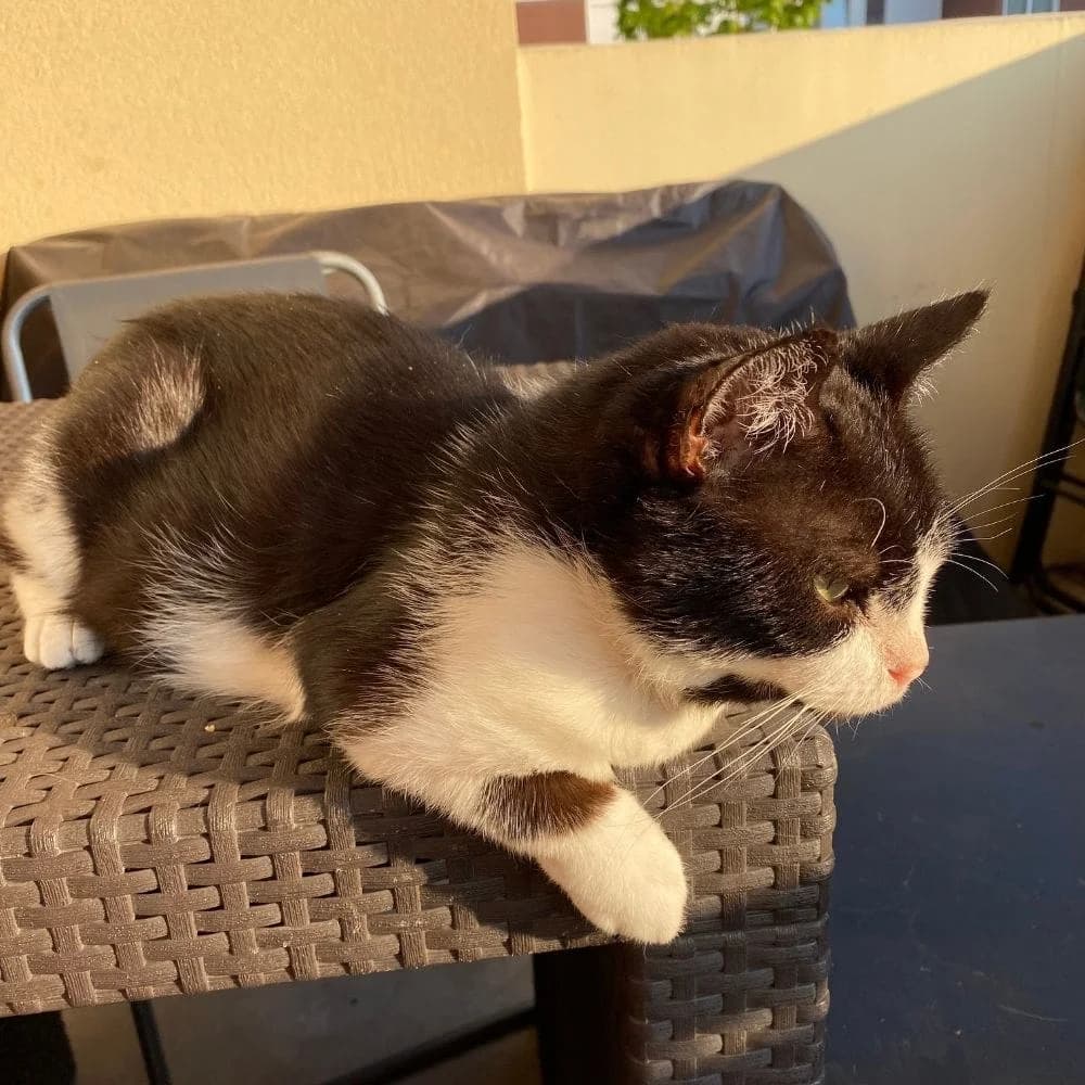 Gratouille, Mixed Breed for adoption at Les Chachous de Chacha, les chachous de chacha