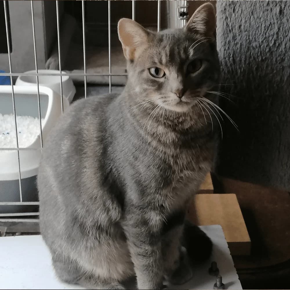 Grenadine, Mixed Breed for adoption at Les Chachous de Chacha, les chachous de chacha