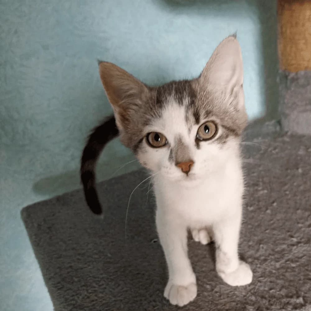 Grimpeur, puppy Mixed Breed for adoption at Les Chachous de Chacha, les chachous de chacha
