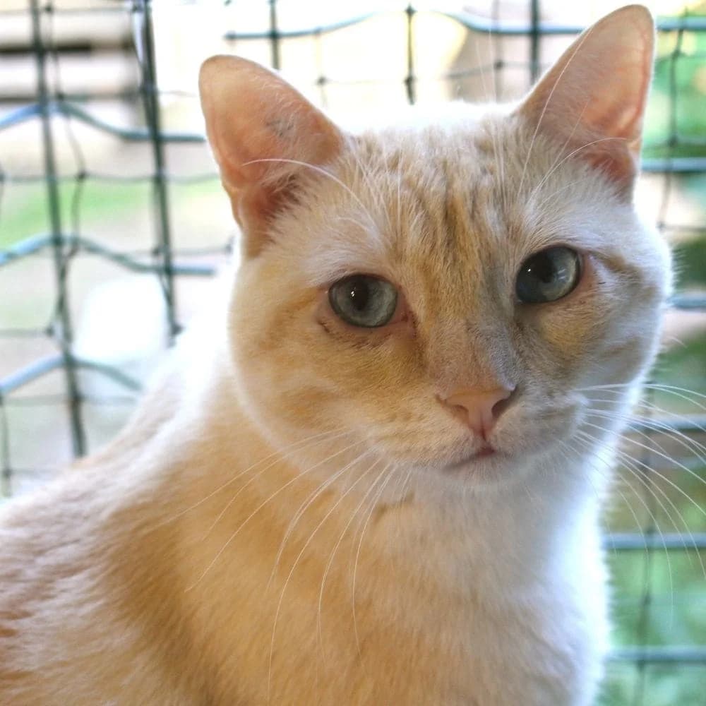 Guimboldt, Mixed Breed for adoption at Les Chachous de Chacha, les chachous de chacha