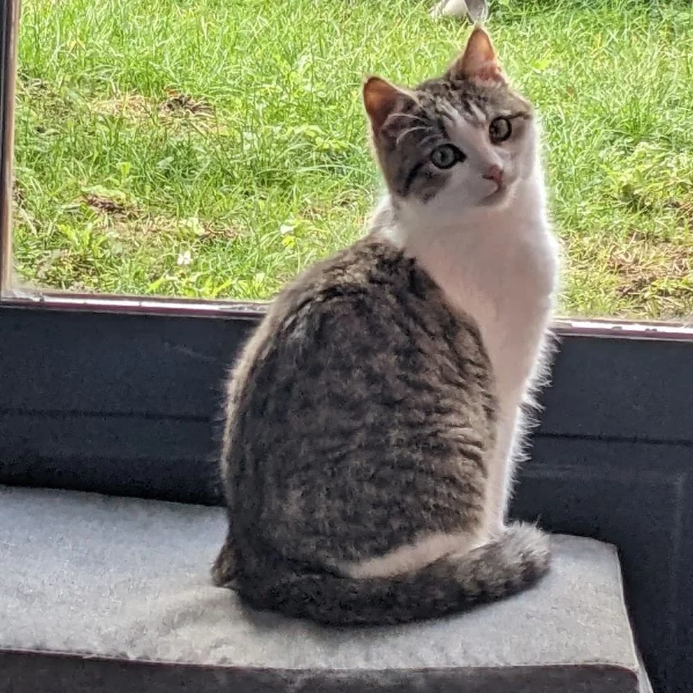 Illico, Mixed Breed for adoption at Les Chachous de Chacha, les chachous de chacha