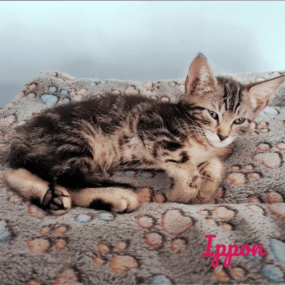 Ippon, puppy Mixed Breed for adoption at Les Chachous de Chacha, les chachous de chacha