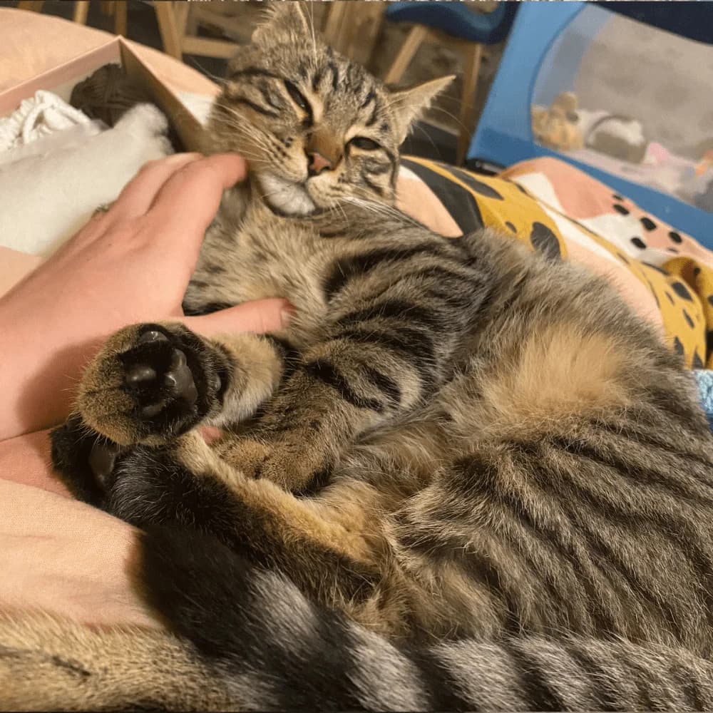 Iron, Mixed Breed for adoption at Les Chachous de Chacha, les chachous de chacha